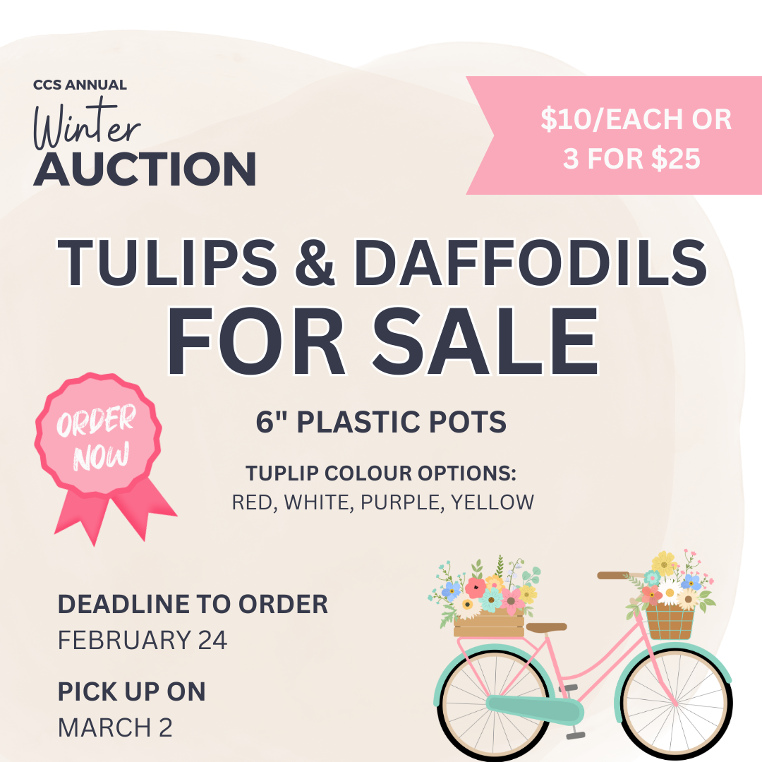 Tulips and Daffodils for sale